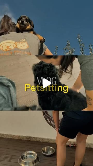 Vlog de petsitting da Patas e Patudos, com um cão preto a brincar