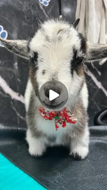 Vídeo do Instagram: Stacy ❤︎
